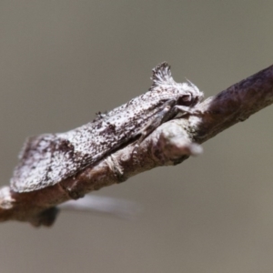 Heterozyga coppatias at Michelago, NSW - 7 Nov 2017