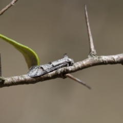 Heterozyga coppatias at Michelago, NSW - 7 Nov 2017 11:55 AM