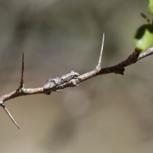 Heterozyga coppatias at Michelago, NSW - 7 Nov 2017