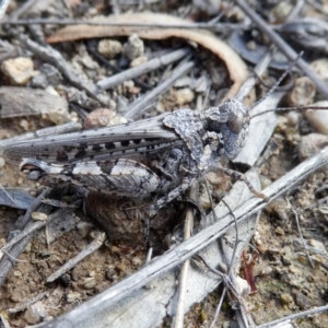 Pycnostictus sp. 1 at Googong, NSW - 7 Nov 2017