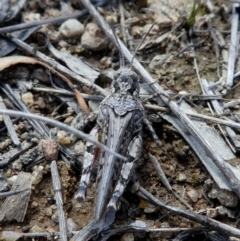 Pycnostictus sp. 1 at Googong, NSW - 7 Nov 2017