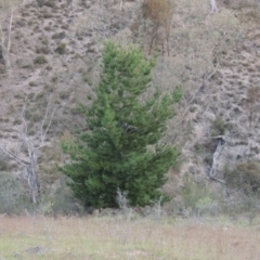 Pinus radiata (Monterey or Radiata Pine) at Conder, ACT - 24 Oct 2017 by MichaelBedingfield