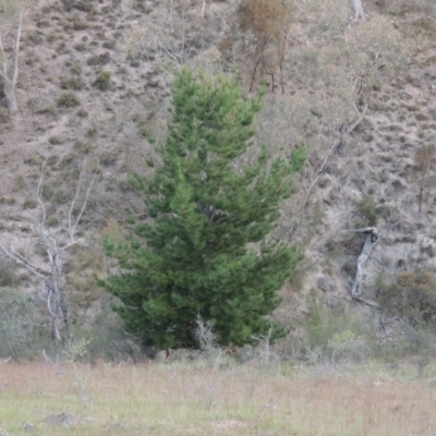 Pinus radiata (Monterey or Radiata Pine) at Rob Roy Range - 24 Oct 2017 by michaelb
