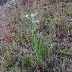 Hackelia suaveolens (Sweet Hounds Tongue) at Tuggeranong DC, ACT - 24 Oct 2017 by MichaelBedingfield