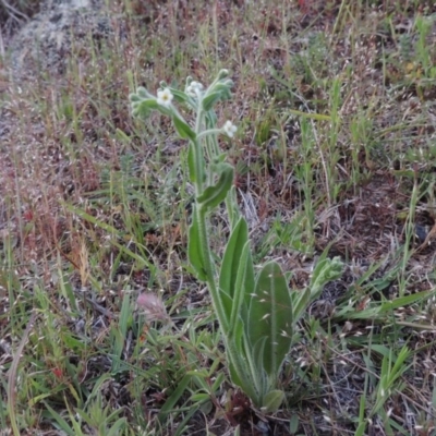 Hackelia suaveolens (Sweet Hounds Tongue) at Rob Roy Range - 24 Oct 2017 by michaelb