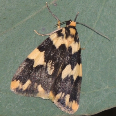 Termessa shepherdi (Shepherd's Footman) at Rob Roy Range - 24 Oct 2017 by michaelb