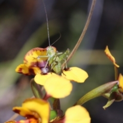 Caedicia simplex at Canberra Central, ACT - 9 Nov 2017 12:53 PM