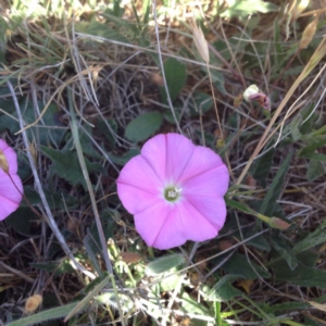 Convolvulus angustissimus subsp. angustissimus at Harrison, ACT - 10 Nov 2017 01:13 PM