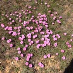 Convolvulus angustissimus subsp. angustissimus at Harrison, ACT - 10 Nov 2017 01:13 PM