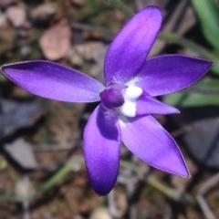 Glossodia major (Wax Lip Orchid) at Molonglo Valley, ACT - 28 Sep 2016 by PeterR