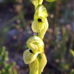 Hymenochilus bicolor (ACT) = Pterostylis bicolor (NSW) (Black-tip Greenhood) at Kambah, ACT - 31 Oct 2016 by PeterR