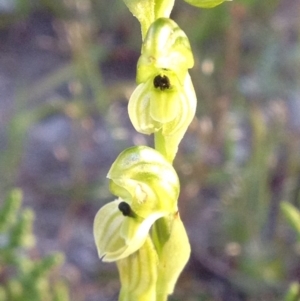 Hymenochilus bicolor (ACT) = Pterostylis bicolor (NSW) at Kambah, ACT - suppressed