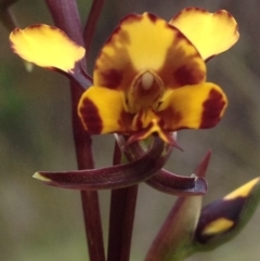 Diuris semilunulata (Late Leopard Orchid) at Cotter River, ACT - 31 Oct 2016 by PeterR