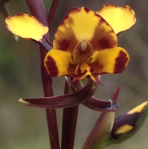 Diuris semilunulata at Cotter River, ACT - suppressed