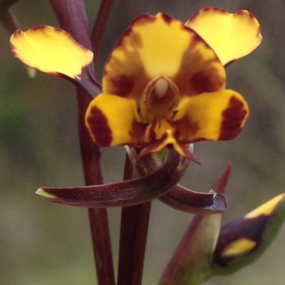 Diuris semilunulata (Late Leopard Orchid) at Cotter River, ACT - 31 Oct 2016 by PeterR