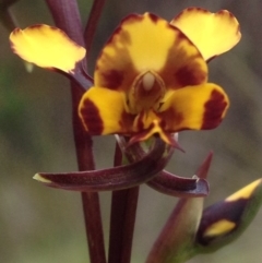 Diuris semilunulata (Late Leopard Orchid) at Lower Cotter Catchment - 30 Oct 2016 by PeterR
