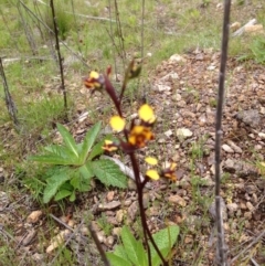 Diuris semilunulata at Cotter River, ACT - suppressed