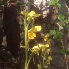 Diuris sulphurea (Tiger Orchid) at Kambah, ACT - 10 Nov 2017 by PeterR