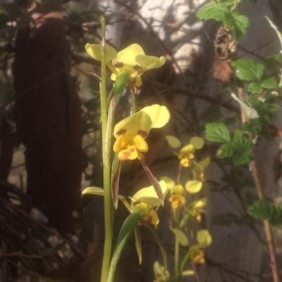 Diuris sulphurea (Tiger Orchid) at Mount Taylor - 10 Nov 2017 by PeterR