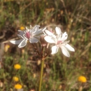 Burchardia umbellata at Kambah, ACT - 10 Nov 2017