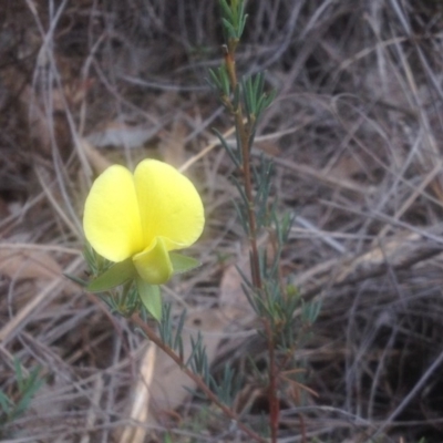 Gompholobium huegelii (Pale Wedge Pea) at Aranda, ACT - 10 Nov 2017 by PeterR