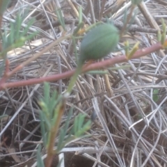 Gompholobium huegelii at Aranda, ACT - 10 Nov 2017