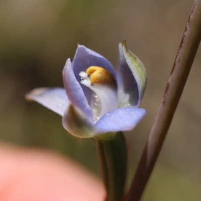 Thelymitra sp. (A Sun Orchid) at Mount Majura - 10 Nov 2017 by petersan