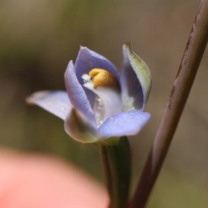Thelymitra sp. at Canberra Central, ACT - 10 Nov 2017