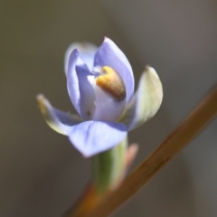 Thelymitra sp. at Canberra Central, ACT - suppressed