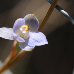 Thelymitra sp. at Canberra Central, ACT - suppressed