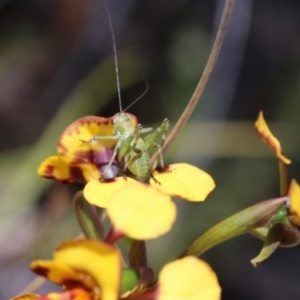 Diuris semilunulata at Canberra Central, ACT - suppressed