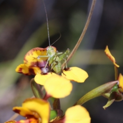 Diuris semilunulata (Late Leopard Orchid) at Mount Majura - 9 Nov 2017 by petersan