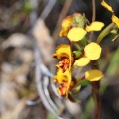 Diuris semilunulata at Canberra Central, ACT - suppressed