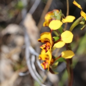 Diuris semilunulata at Canberra Central, ACT - suppressed