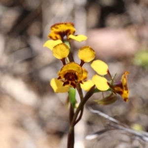 Diuris semilunulata at Canberra Central, ACT - suppressed