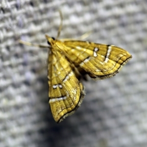 Musotima ochropteralis at O'Connor, ACT - 11 Oct 2017