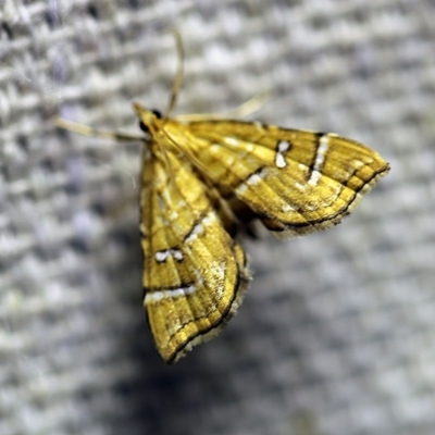 Musotima ochropteralis (A Crambid moth) at O'Connor, ACT - 11 Oct 2017 by ibaird