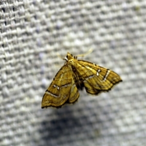 Musotima ochropteralis at O'Connor, ACT - 11 Oct 2017