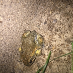 Limnodynastes dumerilii at Gordon, ACT - 10 Nov 2017