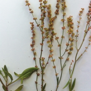 Rumex acetosella at Hughes, ACT - 9 Nov 2017