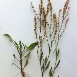 Rumex acetosella at Hughes, ACT - 9 Nov 2017