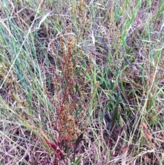 Rumex acetosella at Hughes, ACT - 9 Nov 2017