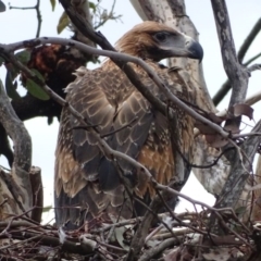 Aquila audax (Wedge-tailed Eagle) at Isaacs Ridge and Nearby - 10 Nov 2017 by Mike