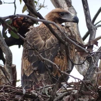 Aquila audax (Wedge-tailed Eagle) at Jerrabomberra, ACT - 10 Nov 2017 by Mike