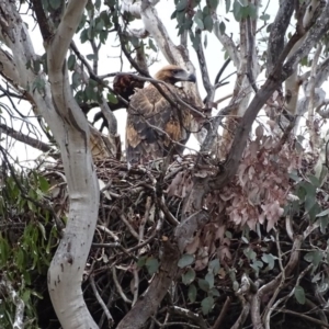 Aquila audax at Jerrabomberra, ACT - 10 Nov 2017 05:23 PM