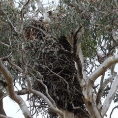 Aquila audax at Jerrabomberra, ACT - 10 Nov 2017 05:23 PM