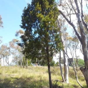 Exocarpos cupressiformis at Kambah, ACT - 9 Nov 2017 02:58 PM