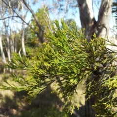 Exocarpos cupressiformis at Kambah, ACT - 9 Nov 2017