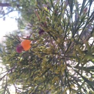 Exocarpos cupressiformis at Kambah, ACT - 9 Nov 2017