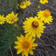 Xerochrysum viscosum (Sticky Everlasting) at Little Taylor Grasslands - 10 Nov 2017 by RosemaryRoth